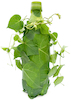 rendering of green drink bottle wrapped in leaves and vines, say no to plastic
